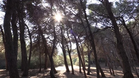 Sun Between Tree Stock Footage 71972568