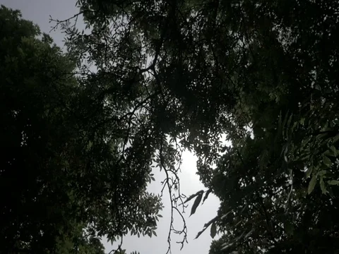 Sun Between the tree tops 4K 스톡 동영상 70319499