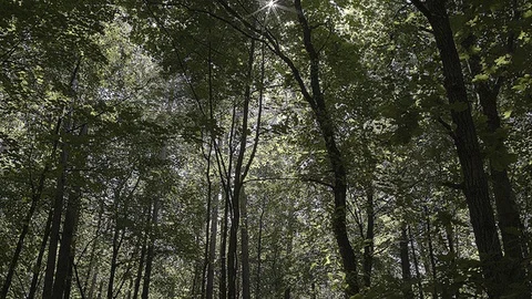 Sun Between Trees Stock Footage 90427429