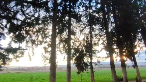 Sun between the trees. Stock Footage 165329736