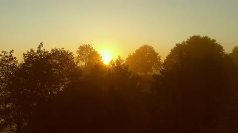 The Sun Between the Trees 스톡 동영상 219729233