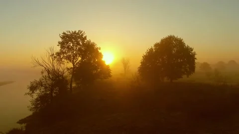 The Sun Between the Trees 스톡 동영상 219729247