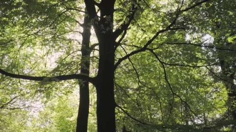 The sun between the trees in the forest Stock Footage 242762391