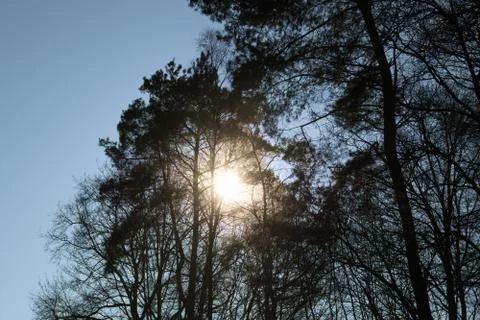 Sun between trees part two Foto stock