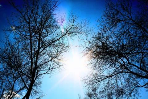 The sun between the trees Stock Photos