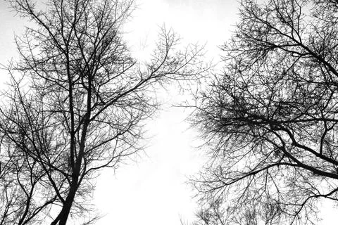 The sun between the trees Stock Photos