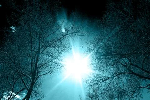 The sun between the trees Stock Photos