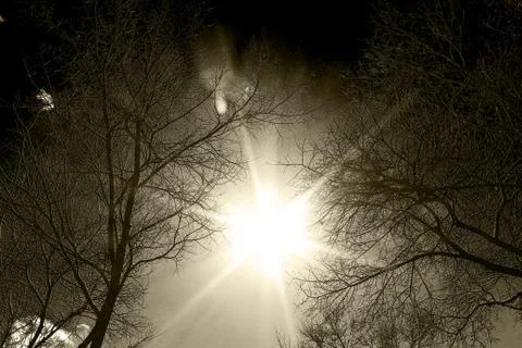 The sun between the trees Stock Photos