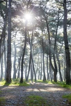 The sun between to the trees Stock Photos
