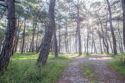 The sun between to the trees Stock Photos