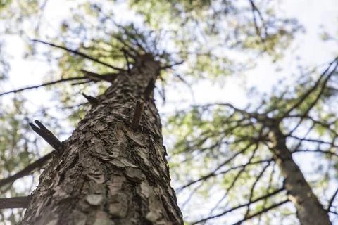 The sun between to the trees Stock Photos