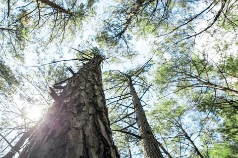 The sun between to the trees Stock Photos