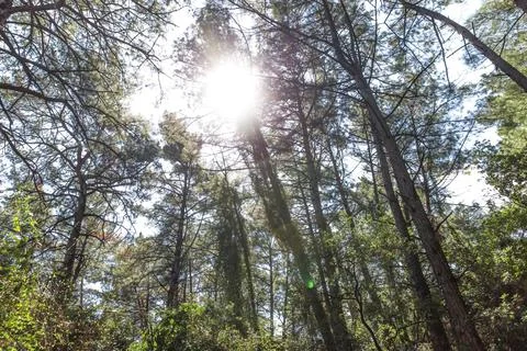 The sun between to the trees Stock Photos