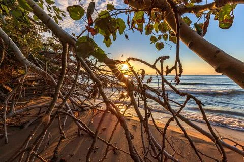 Sun between trees Stock Photos