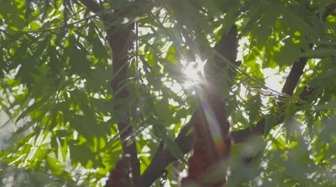 Sun between trees in slow motion in 4K UHD with lens flare Stock Footage 54075064