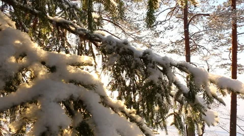 Sun binking brightly behind a spruce covered by snow Stock Footage 47918614