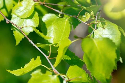 Sun in birch branches closeup Stock Photos