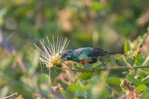 Sun Bird drinking nectar from a flower Stock Photos