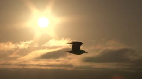 Sun Bird Fly By 2 Stock Footage 48197015