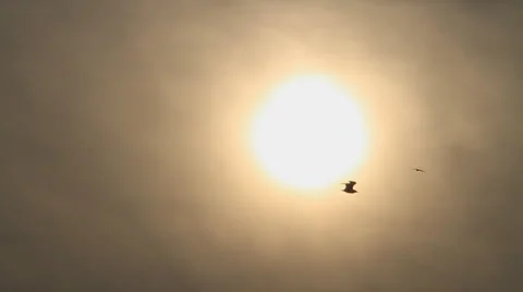 Sun birds Stock Footage 890295