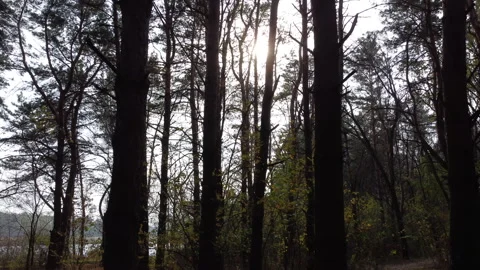 The sun in a black scary forest.View from a drone Stock Footage 255215860