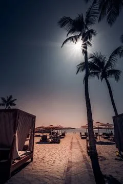 Sun Blasting Through Palm Trees, Hawana Salalah Beach, Oman Stock Photos
