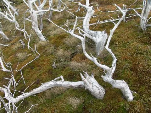 Sun-bleached dead tree roots and branches spreading over mossy mountain groun Stock Photos