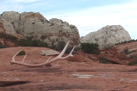 Sun Bleached Elk Antler below Domed Cliffs in Utah Stock Footage 121616940