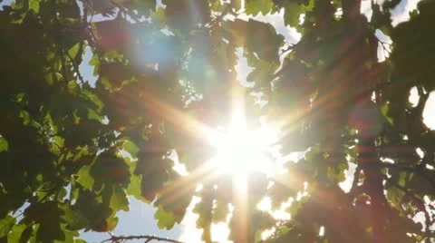 Sun bleeds through trees Stock Footage