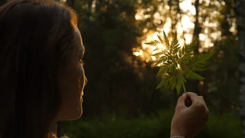Sun blink through fern leaf Stock Footage 90837015
