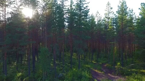 Sun blinking behind the trees. Lift up from forest Stock Footage 134793918