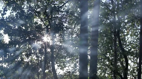 Sun blinking behind  trees with smoke passing by Stock Footage 55104123