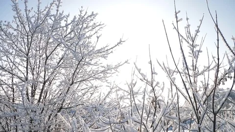 The Sun blinking through frozen branches in winter Stock Footage 83771191