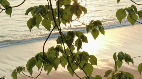Sun blinking through leaves of a tropical tree at a beach Stock Footage 51026720
