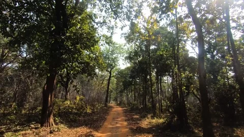 The sun blinking through the trees in Tadoba national park Stock Footage 330400723