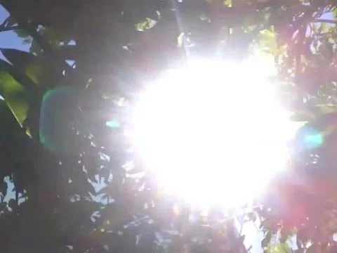 The sun blinks and shines on the pine tree, it's a natural effect! Stock Footage 166426934