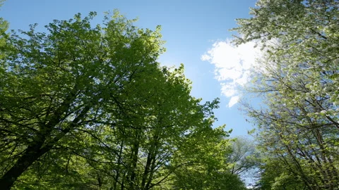Sun blinks through green trees Stock Footage