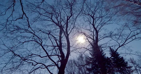 The sun in the blue sky breaks through autumn (spring) branches without foliage Stock Footage 119613897