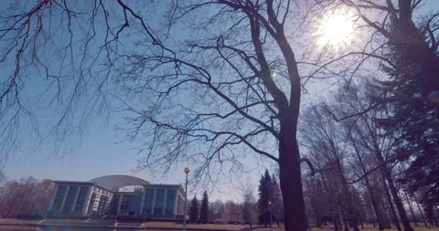 The sun in the blue sky breaks through autumn (spring) branches without foliage Stock Footage 119614259