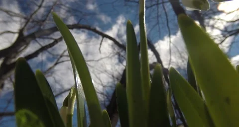 Sun, blue sky seen through snowdrops in spring forest view from the bottom up Stock Footage 51267787