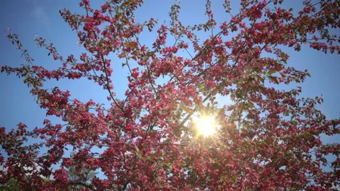Sun in blue sky shines through blooming Pink Crab Apple Trees in  Spring Garden Stock Footage 86543547