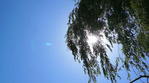 Sun on blue sky shining through the leaves of green tree Video stock 39383542