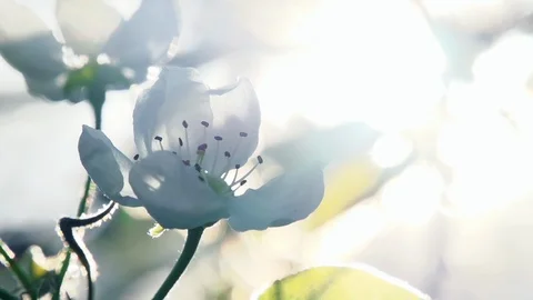 Sun in the Branches of Apple Blossom HD Pro Stock Footage 122941382