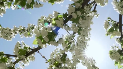 Sun in Branches of Cherry Blossom, Fruit Tree on a Sunny Day, Close-up. Beautifu Stock Footage 183368918