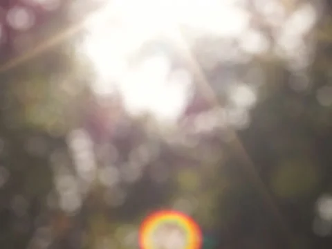 Sun in the branches Видео 42985108