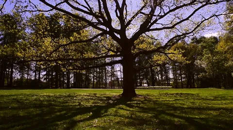 The sun in the branches of a tree in spring Park Stock-Footage 63099866