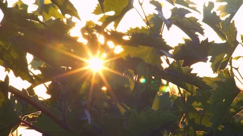 The sun in the branches of trees Stock Footage 79829345