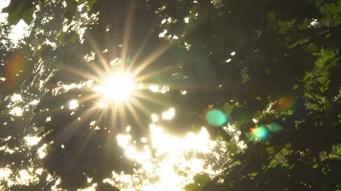 The sun in the branches of trees Stock Footage 80470026