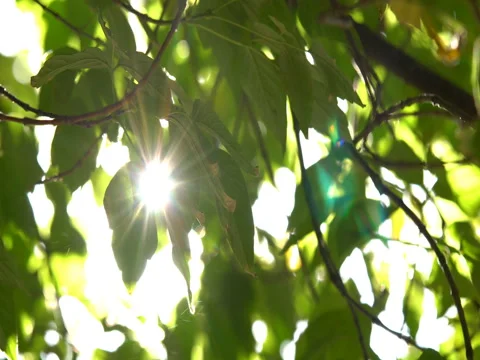 Sun in the branches of trees Stock Footage 80567374