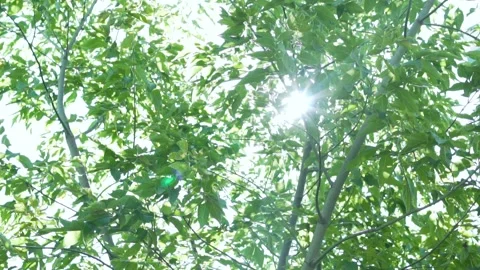 The Sun in The Branches of Trees On A Sunny Summer Day. The Glare and Rays of th Stock Footage 157211923